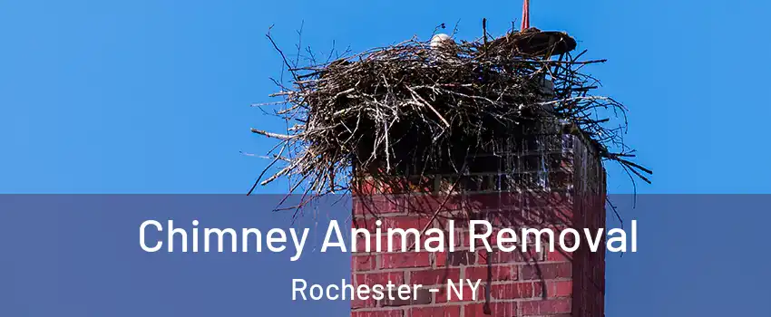  Chimney Animal Removal Rochester - NY