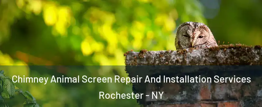  Chimney Animal Screen Repair And Installation Services Rochester - NY