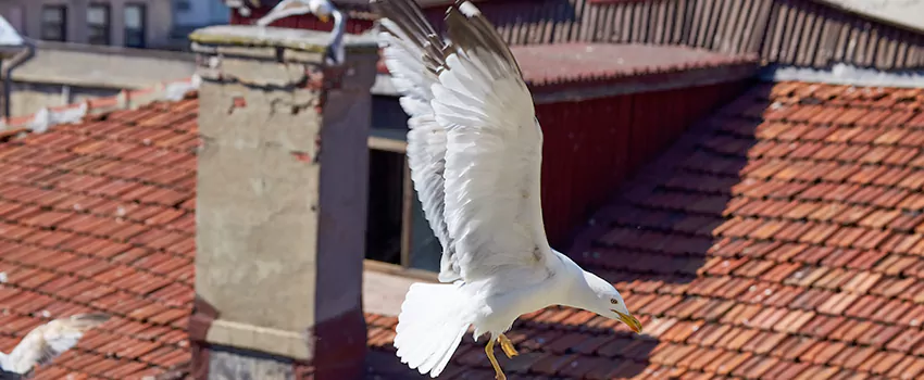 Residential Chimney Animal Removal Solution in Rochester, NY