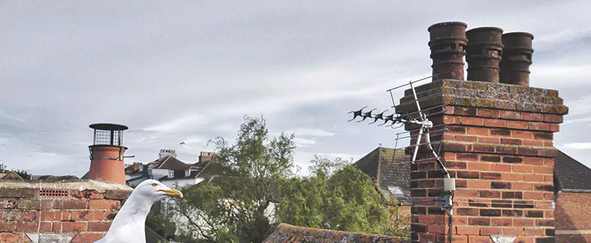 Chimney Cleaning And Restoration in Rochester, New York